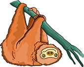Sloth Clipart-hdclipartall.com-Clip Art170