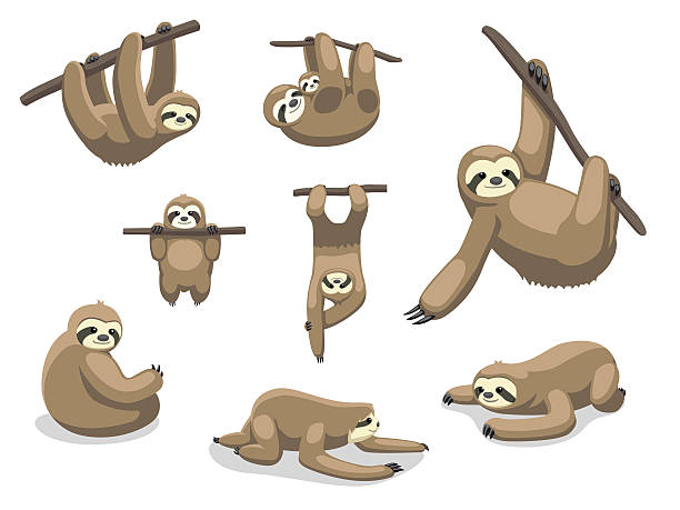 Sloth Poses Cartoon Vector Illustration vector art illustration