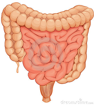 Small And Large Intestine .