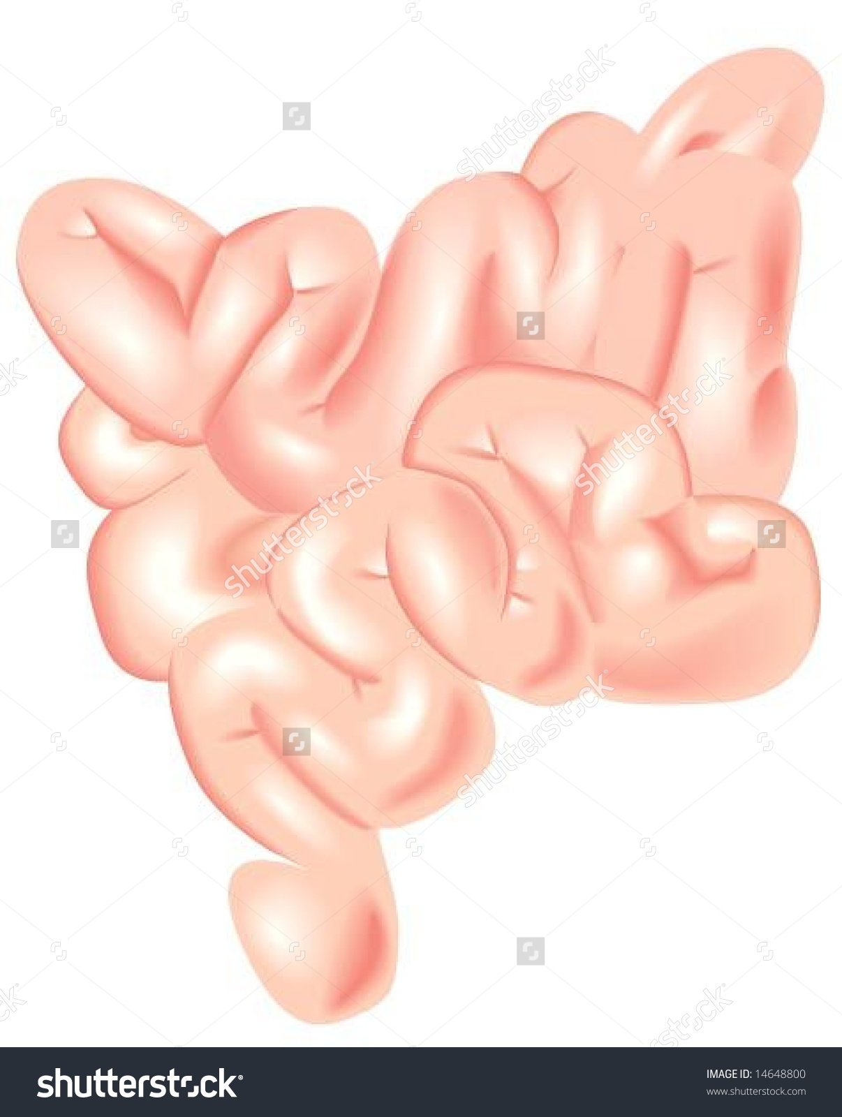 Small Intestine - Vector