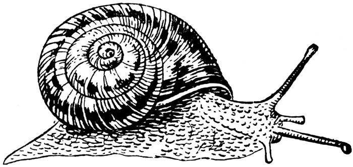 Snail Clipart Best Clip Art Blog