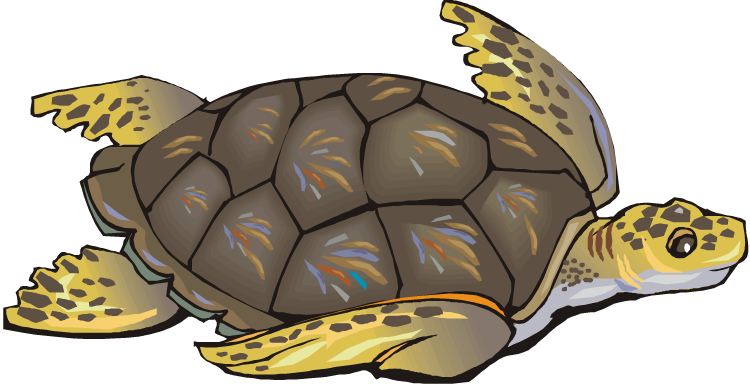 Sea turtle clipart