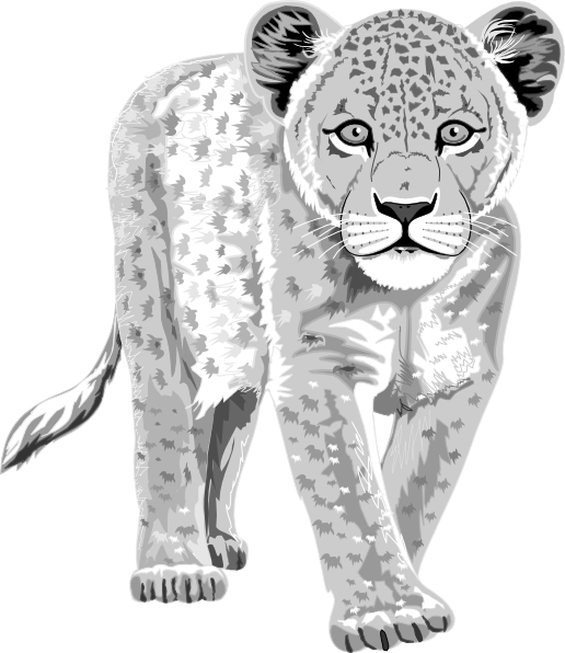 Snow Leopard Drawing Clipart. - Snow Leopard Clipart