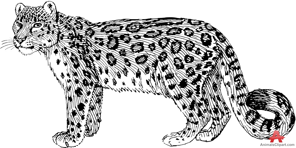 Snow Leopard Drawing Clipart.