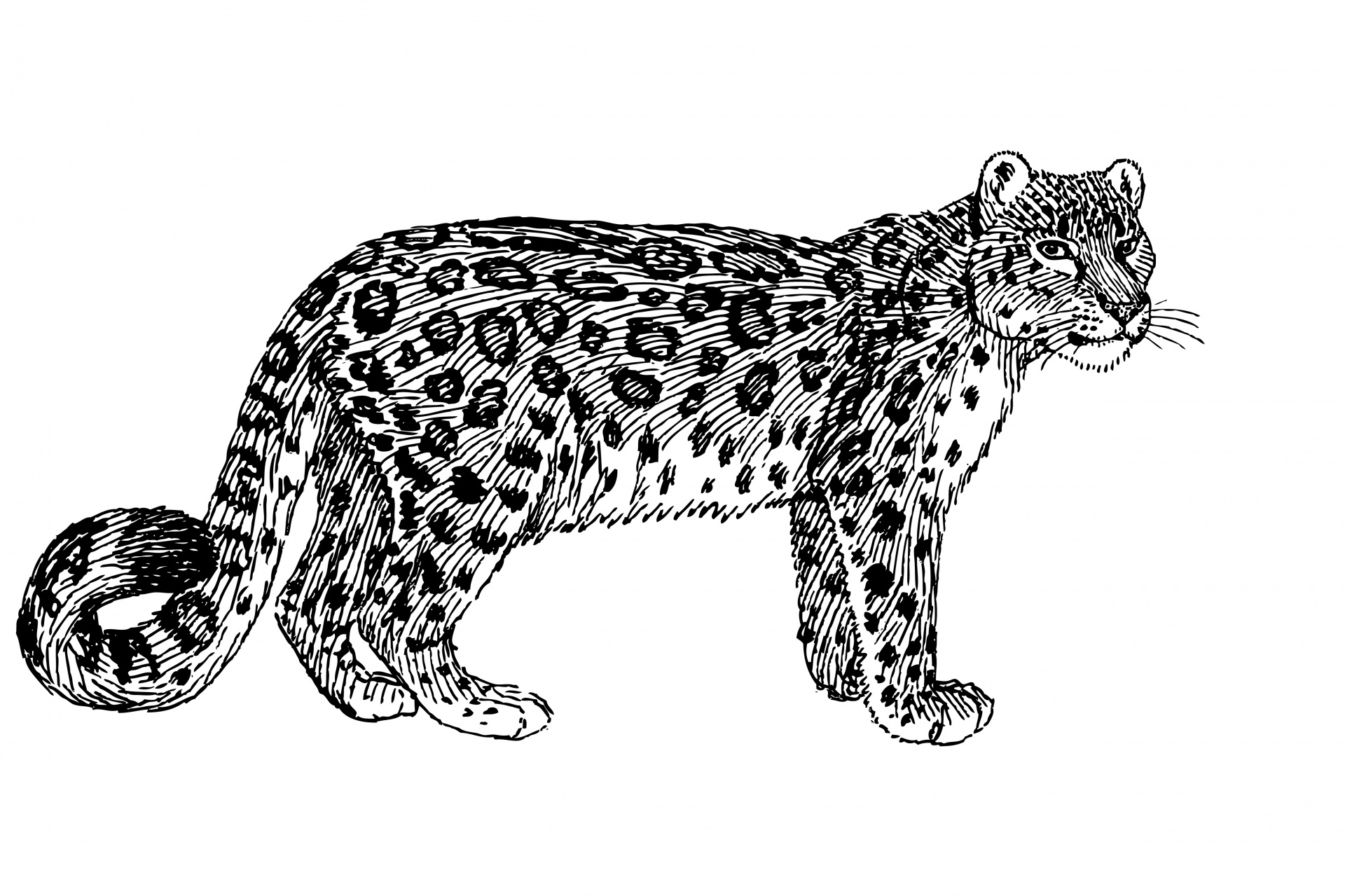 Tribal Snow Leopard Clipart #
