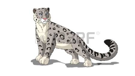 snow leopards: Snow Leopard isolated