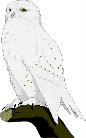 Snowy Owl Clip Art. 1000  images about Snowy Owl ..