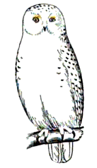 Snowy Owl Clip Art