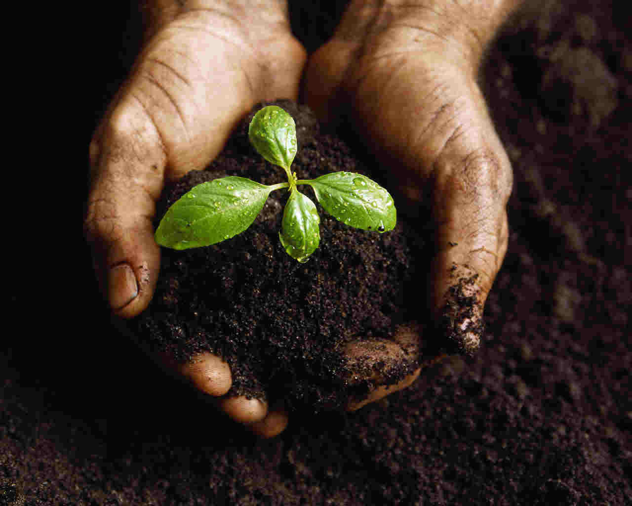 Seeds And Soil Clipart