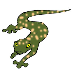 Some newt and salamander . - Newt Clipart