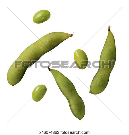 Soybean Plant - An image of a