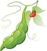 soybean clipart - Soybean Clipart