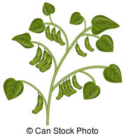 ... Soybean doodle illustrati