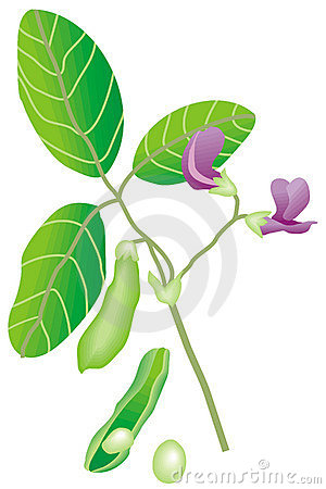 Soybean Stock Illustrations u - Soybean Clipart
