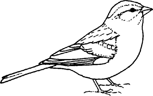 sparrow clipart