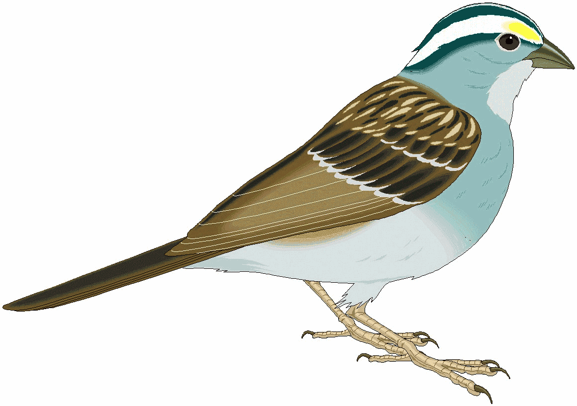 Sparrow Bird Clipart