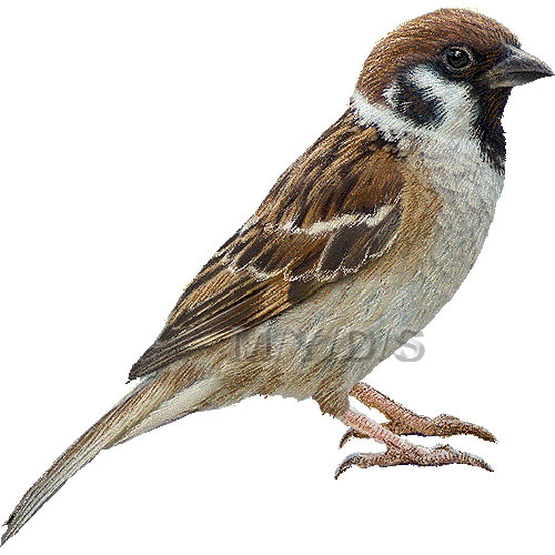 Sparrow Clip Art