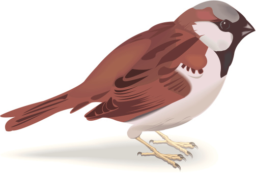 sparrow vector art .