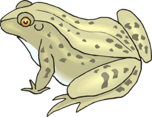 Speckled Frog Clip Art. Toad Clipart Image
