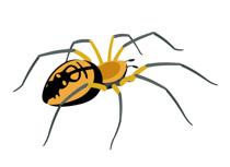 Yellow garden spider insect clipart. Size: 60 Kb