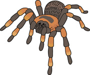 Spider on a web. Size: 98 Kb - Spiders Clip Art