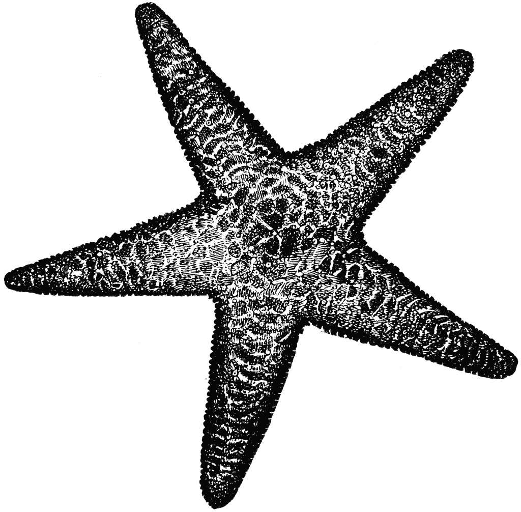 Spiny Sea Star Clipart Etc - Sea Star Clipart