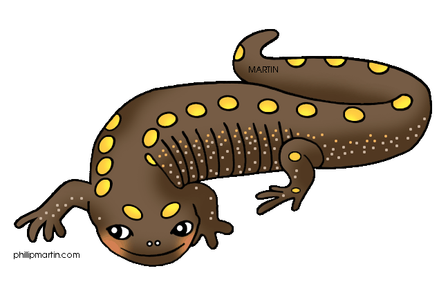 Spotted Salamander Clipart - Salamander Clipart