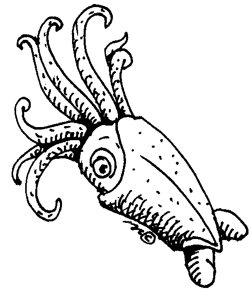 squid - Squid Clip Art