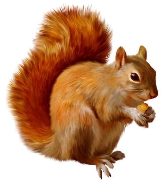 squirrel clip art - Google Search