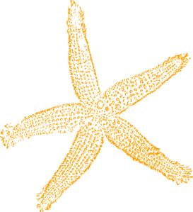 Starfish clip art and art on