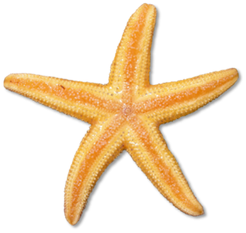 Blue Starfish PNG Clip Art .