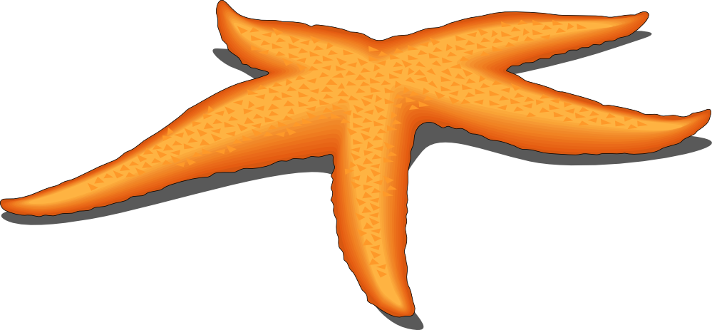 Starfish clipart transparent - Clipart Starfish