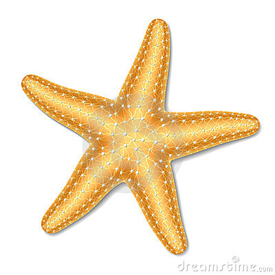 Starfish Stock Illustrations  - Clip Art Starfish