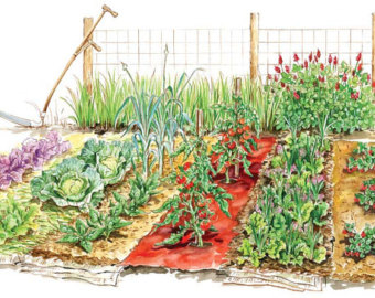 Vegetable garden Vector Clipa