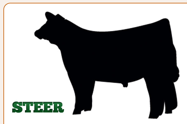 Steer Outline Clipart Cliparthut Free Clipart