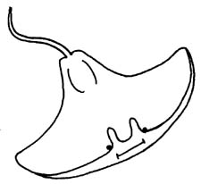Sting Ray Clip Art Clipart Best