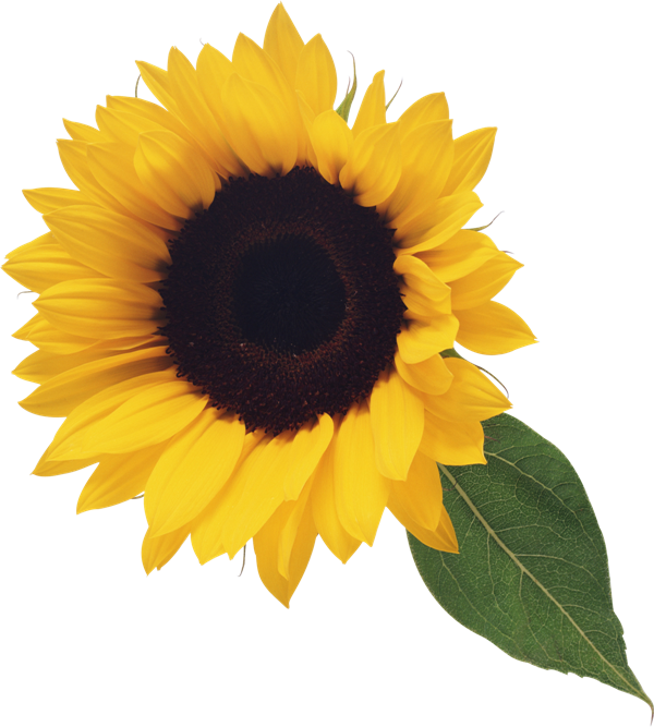 Happy sunflower clipart free 