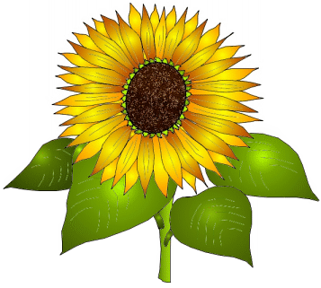 Spring Sunflower Clipart