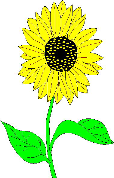Sunflower clip art - Sun Flower Clip Art