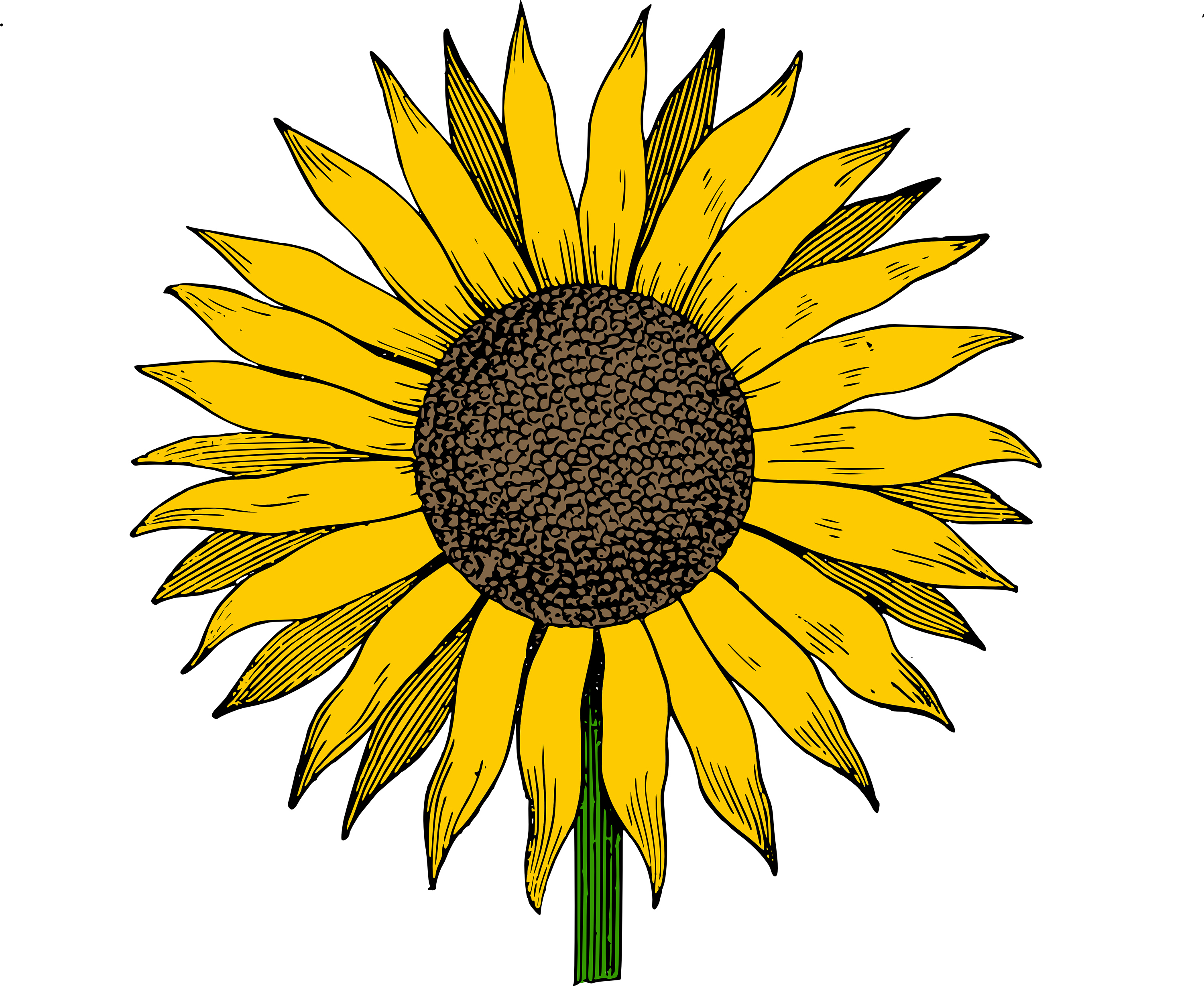 Sunflower clipart clipart cli - Sun Flower Clip Art