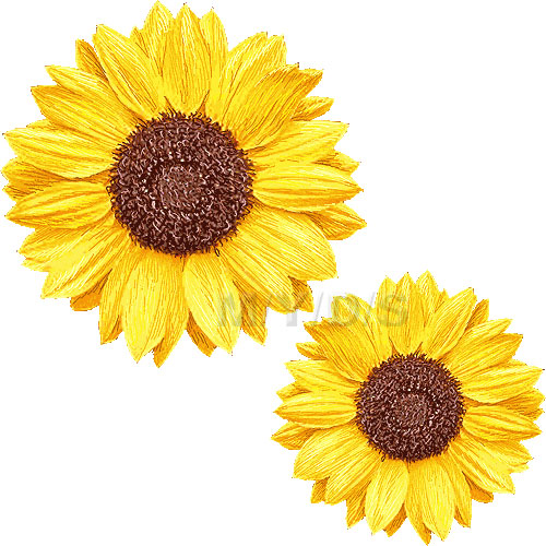 sunflower border clipart