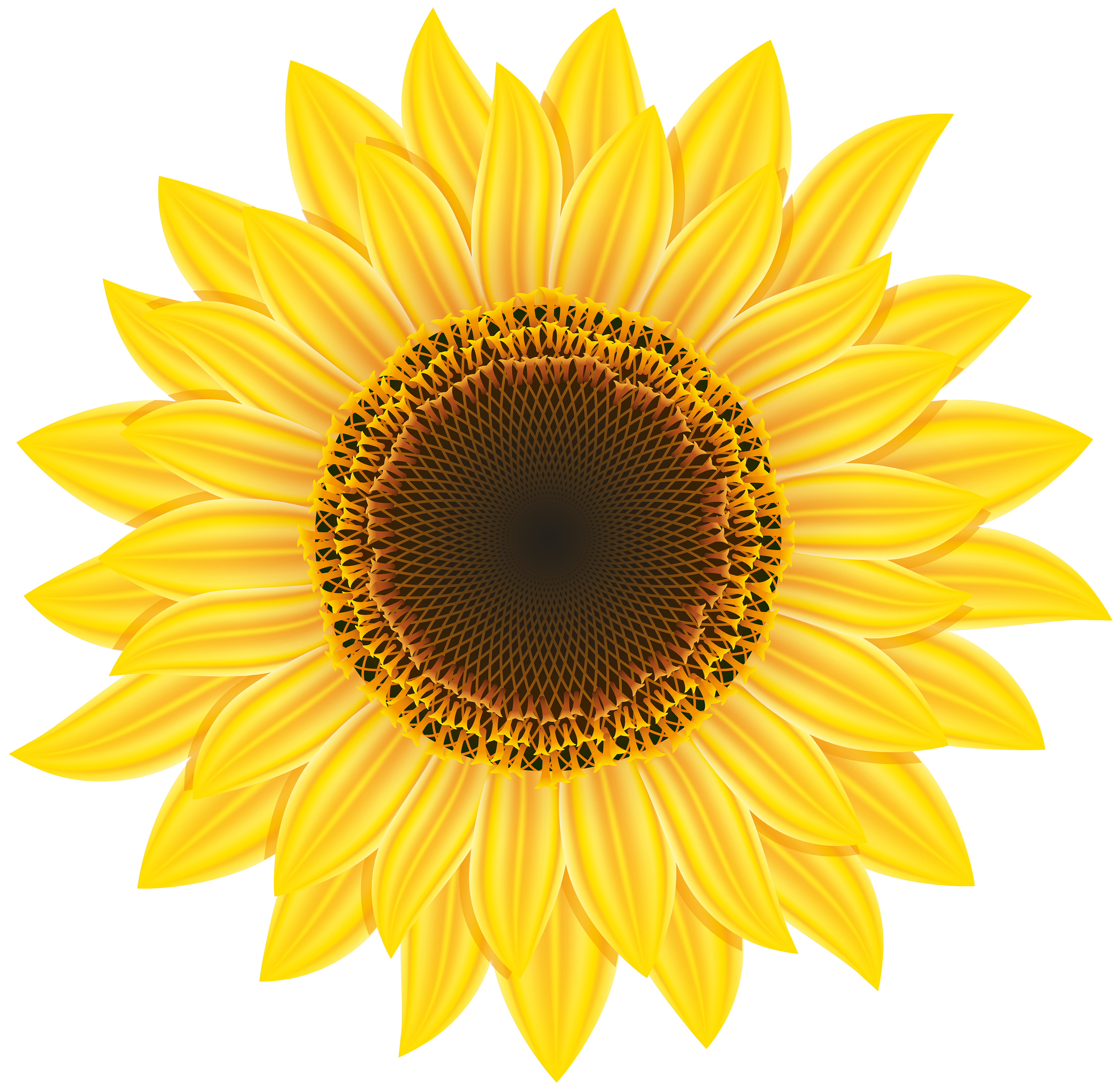 Sunflower clipart web