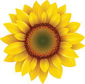 Sunflower u0026middot; Sunflower