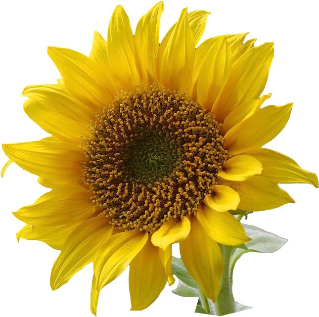 sunflower border clipart