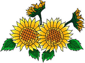 Flower Boarders, Sunflower Ar