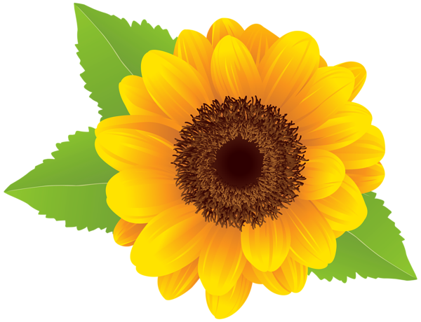 Sunflower Border Clip Art | S