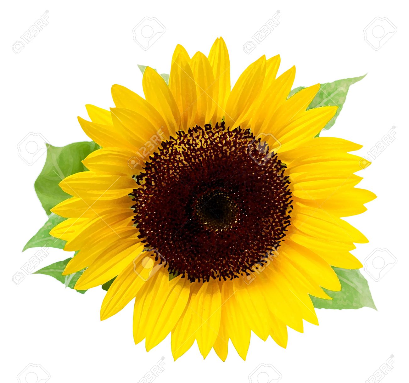 Sunflower, isolated on a white background. Illustration in the style of  watercolor paintings.