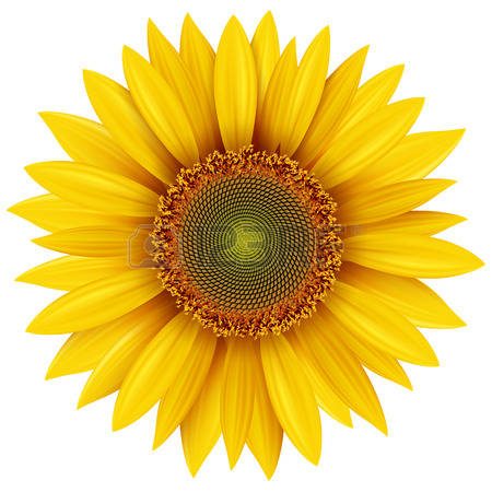 Sunflower isolated, vector illustration.