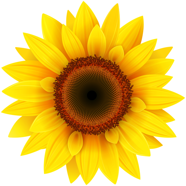 Sunflower isolated, vector il