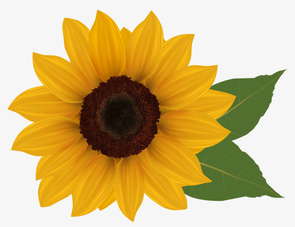 Sunflower, isolated on a whit